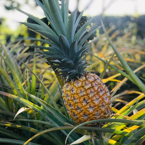 🌊🌴🌺 - Picture 3 of 3